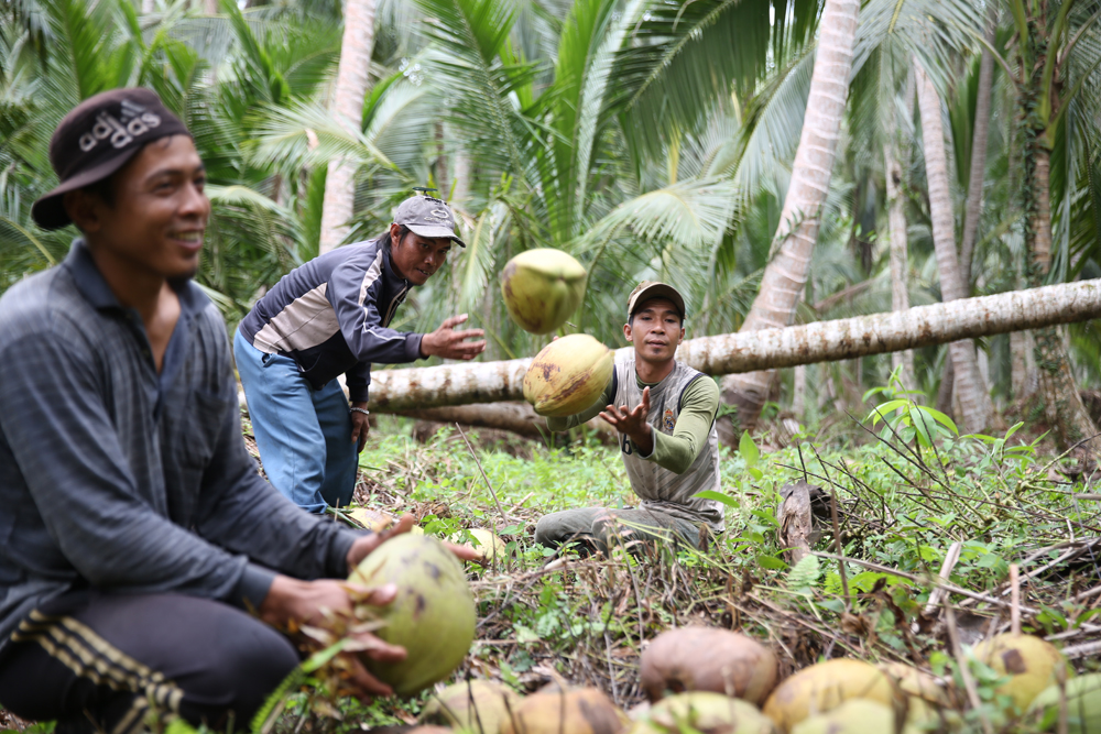 petani kelapa Cirebon
