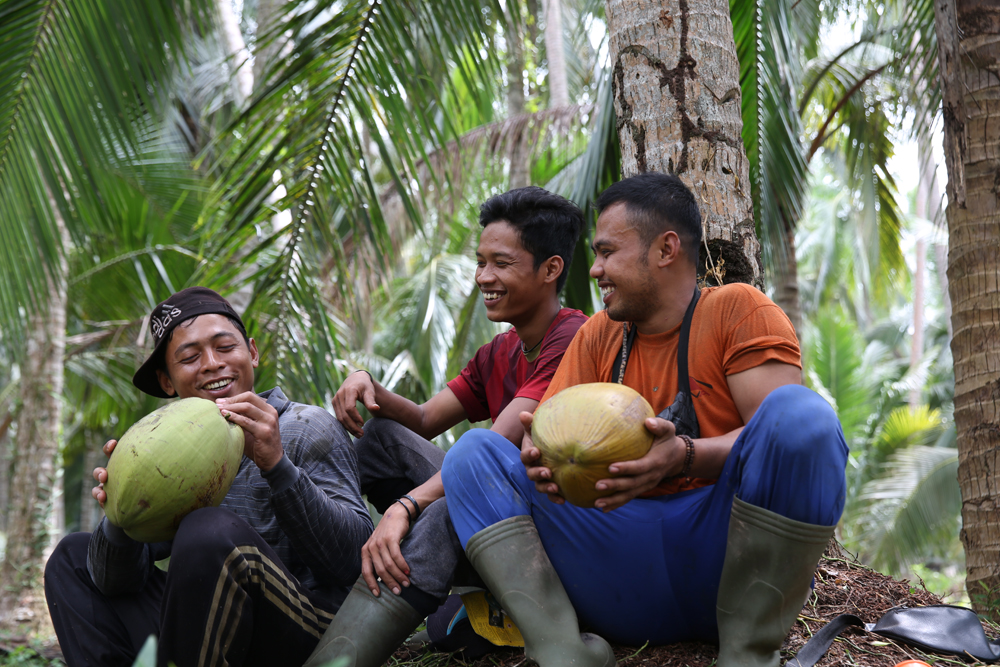 panen kelapa Cirebon